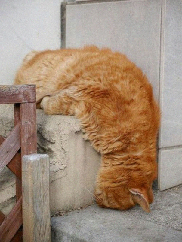 gatos engraçados
