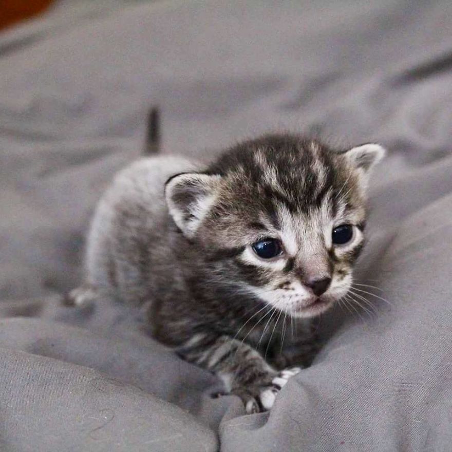 gatos com nomes de vilões