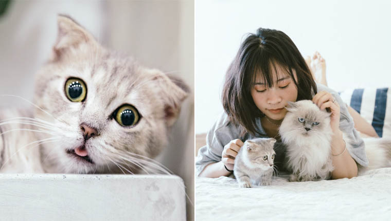 fatos mais curiosos sobre gatinhos curiosidades do mundo