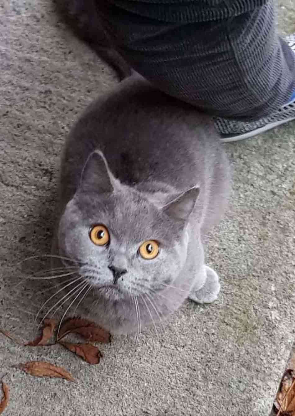 gatinho apaixonado leva fora