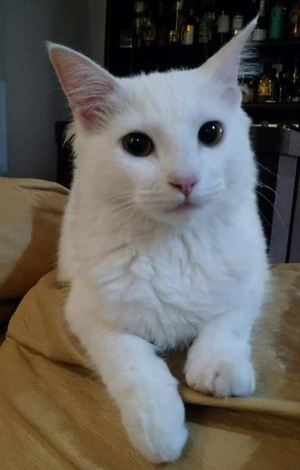 antes e depois gato