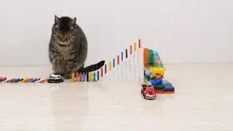 gatos brincando