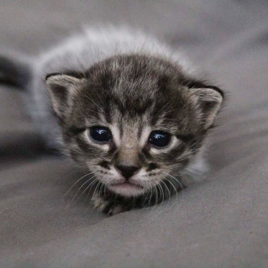 gatos lindos