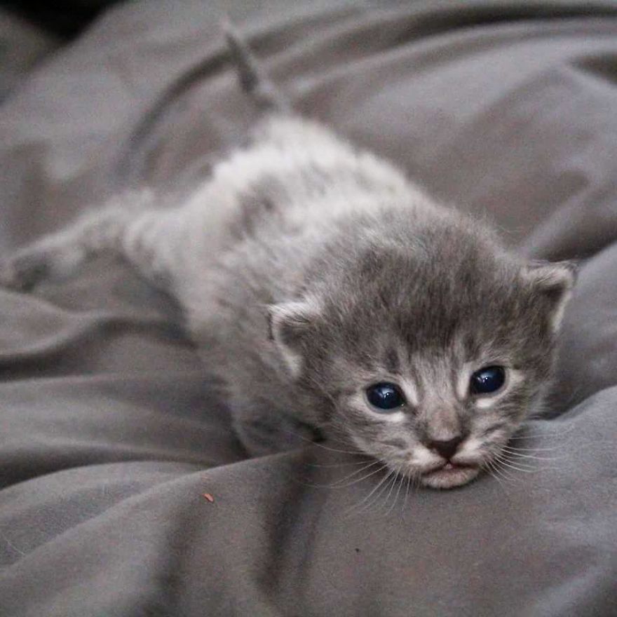 gatinhos que mudam de cor o que é