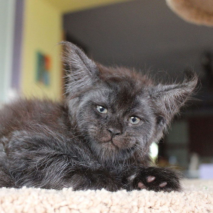 Ninhada de gatinhos Maine Coon rosto humano