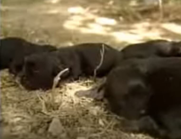 gatinha e cachorrinhos