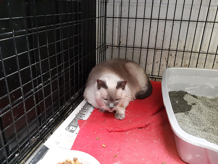 doação de comida para animais