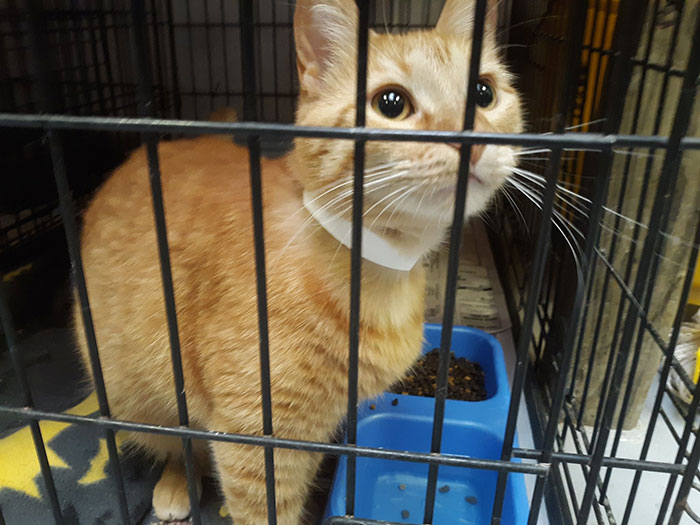polícia de cidade americana gatos