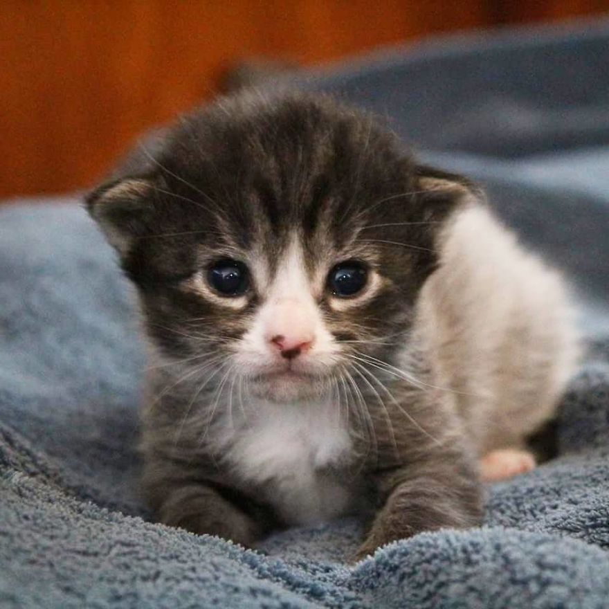 filhotes de gato adoção