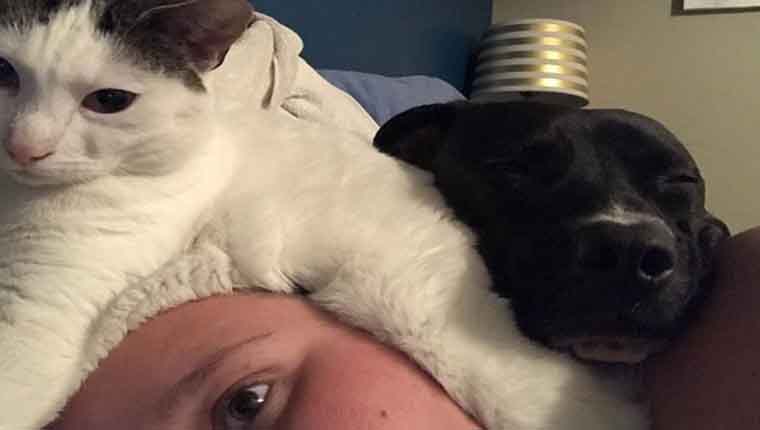 pitbull e gatinho