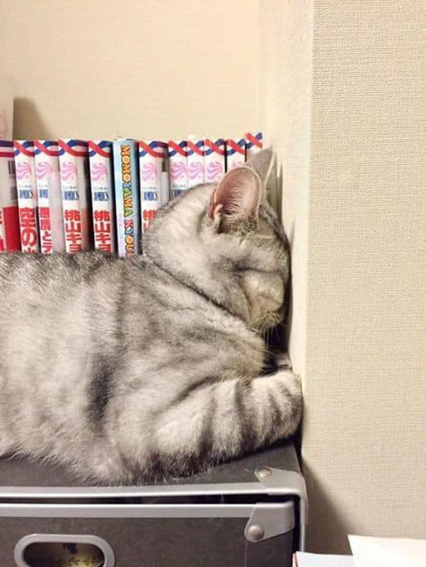 gatinhos preguiçosos dormindo