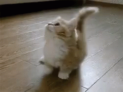 gatos lindos