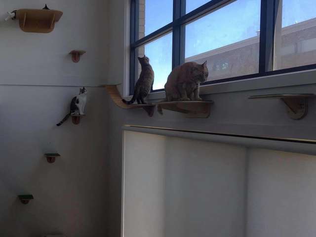 casa para gatos