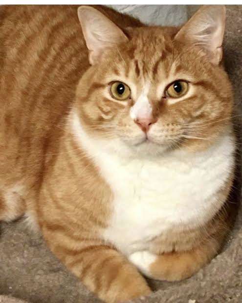 gatinho foi abandonado em abrigo