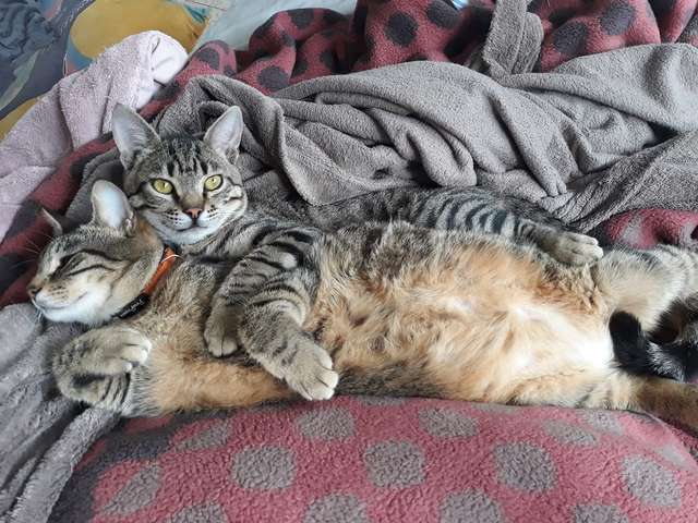 gatos destroem casa