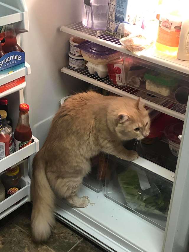 gatinho na geladeira