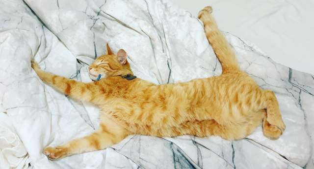 lindo gato