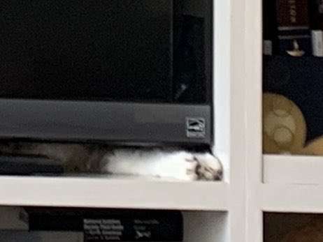 resposta encontre o gatinho