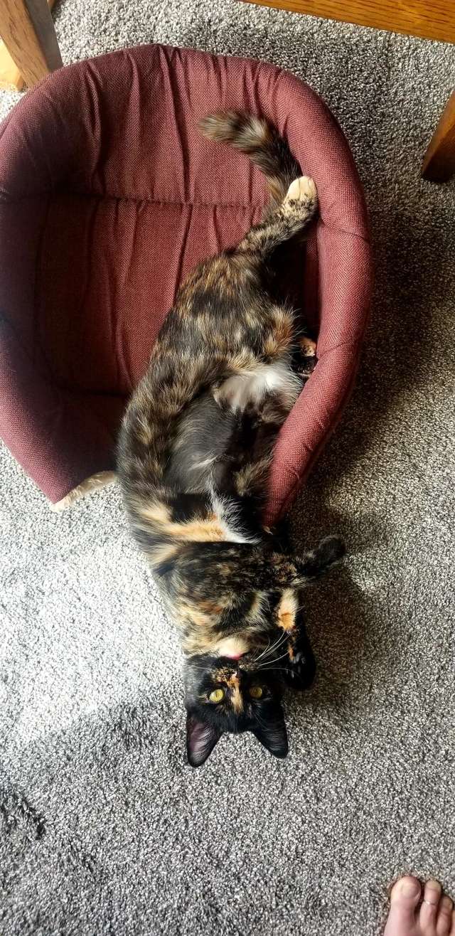 gatinha fica ofendida recado