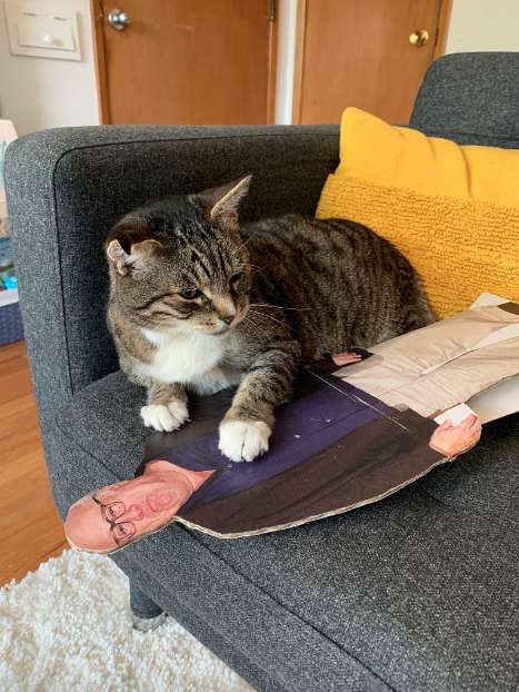 gatinho se apaixona loucamente por recorte