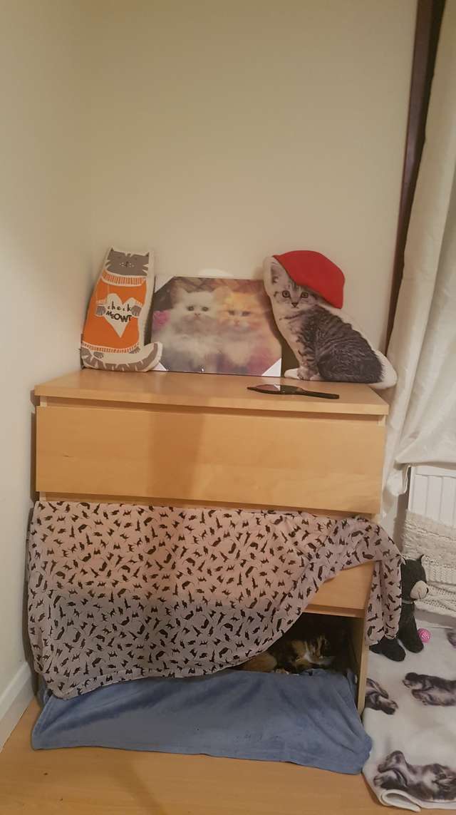 quarto temático gatos