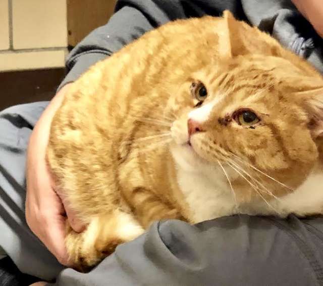 gato apegado