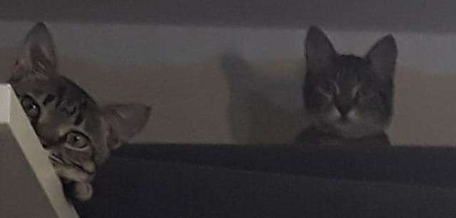 Gatinhos fazem uma grande bagunça na casa
