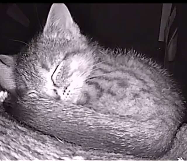 gatinha dormindo