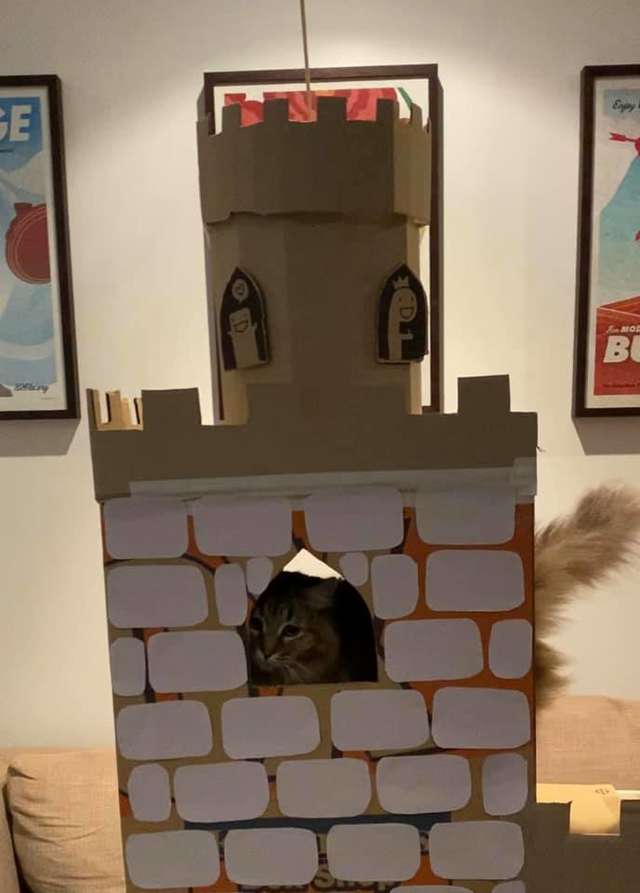 castelinho para gatos