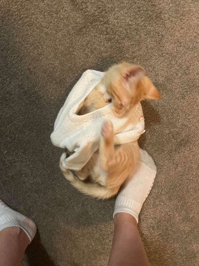 gato de suéter