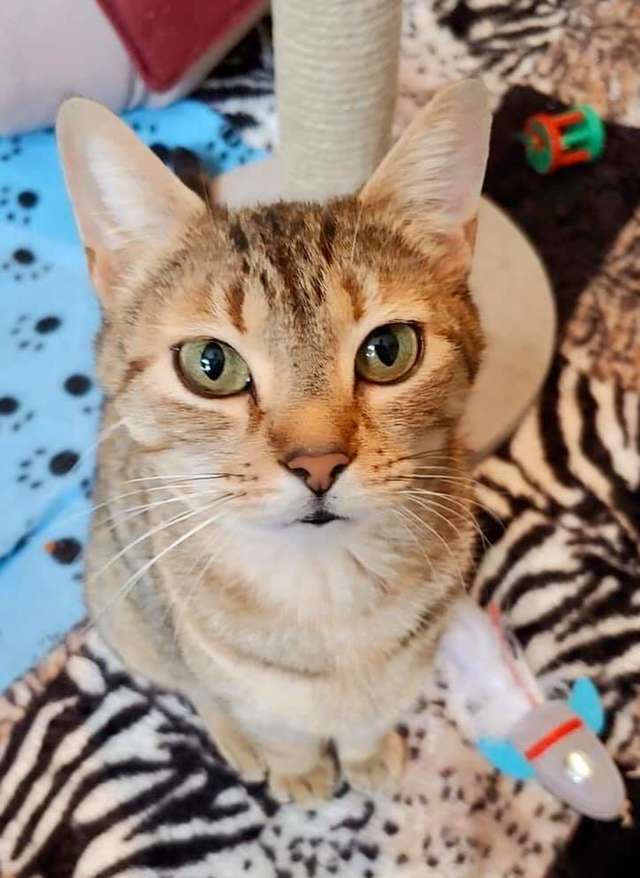 gatinha fica extremamente feliz