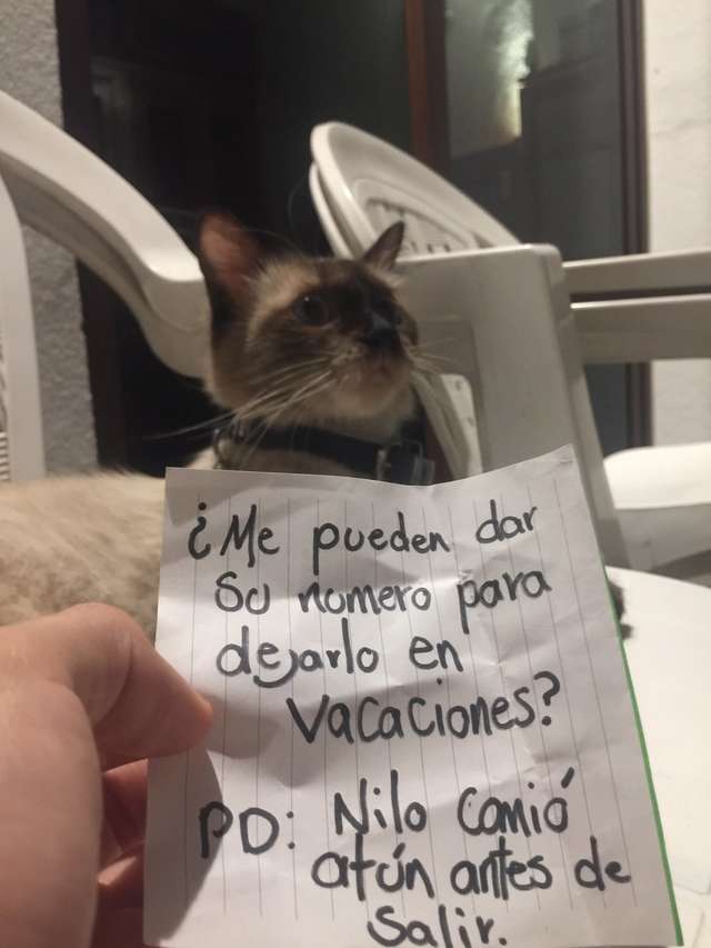 gato com bilhete na coleira