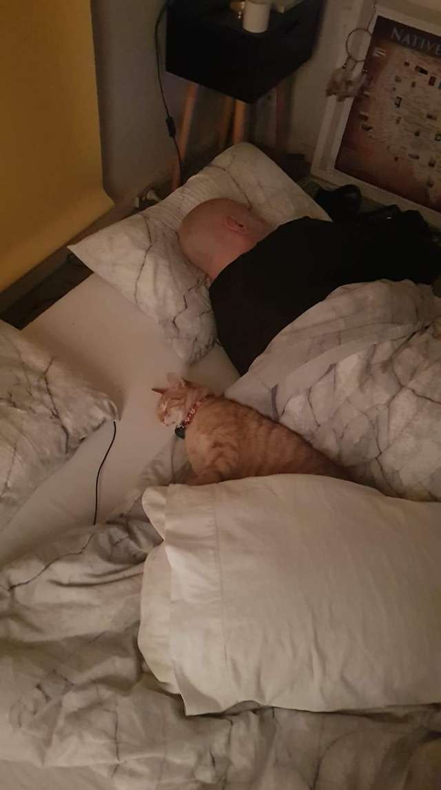 gatinho vizinho