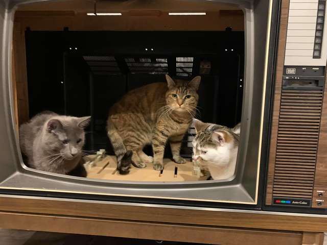 gatos resgatados