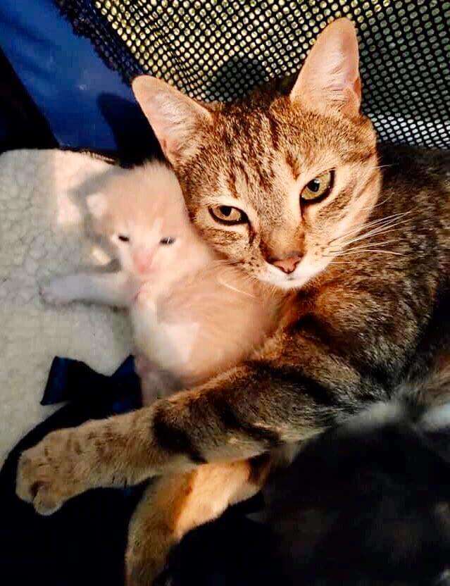 gata e filhotes