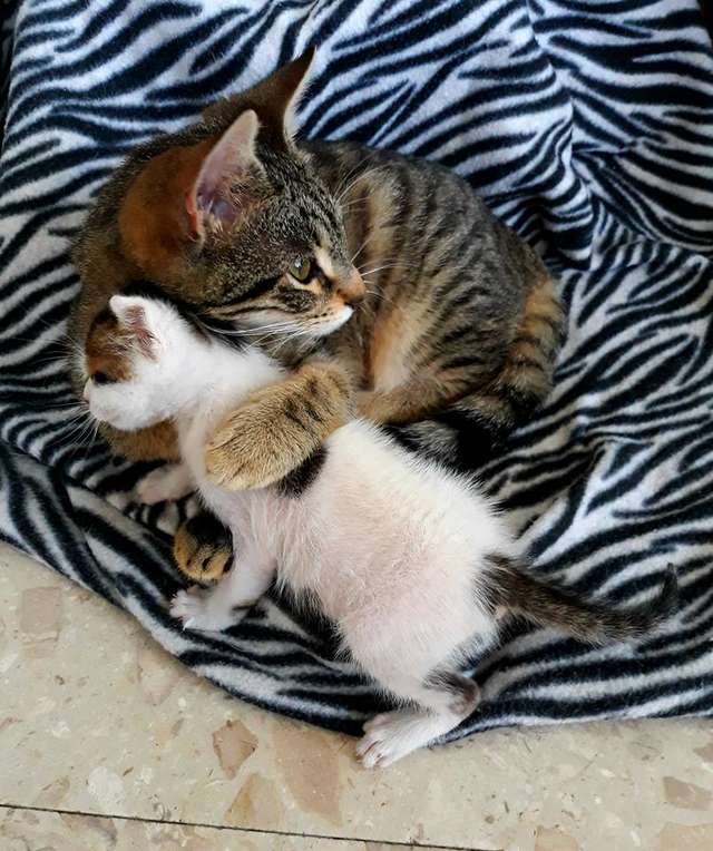 gatos arteiros