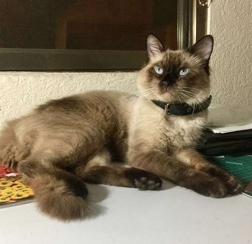Gatinho com vida dupla