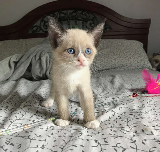 gatinhos adotados por cachorro