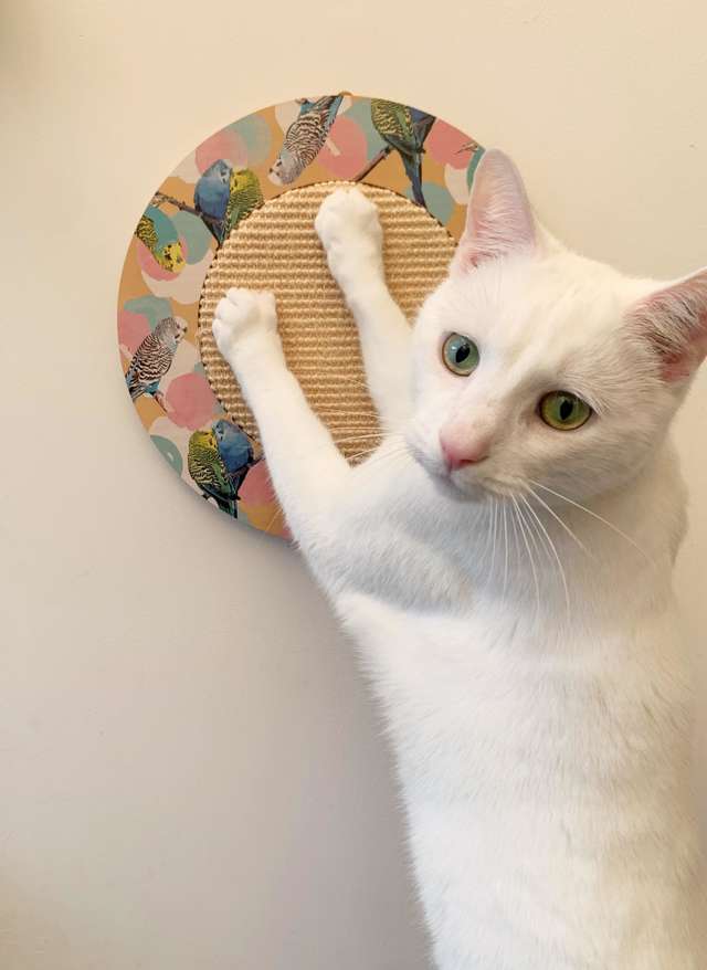 lindos gatinhos
