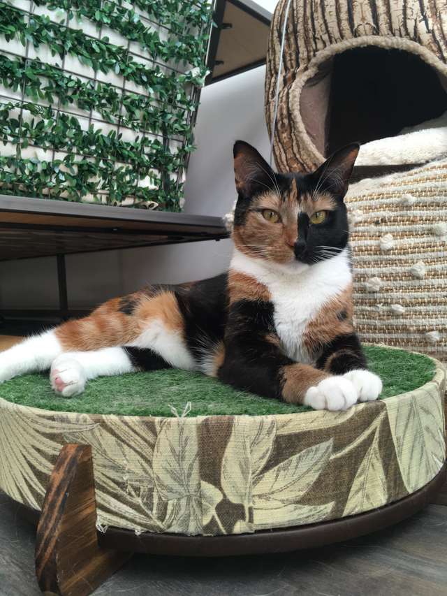 família gatinhos