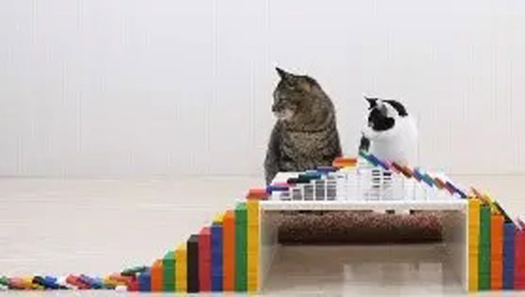 vídeos de gatinhos