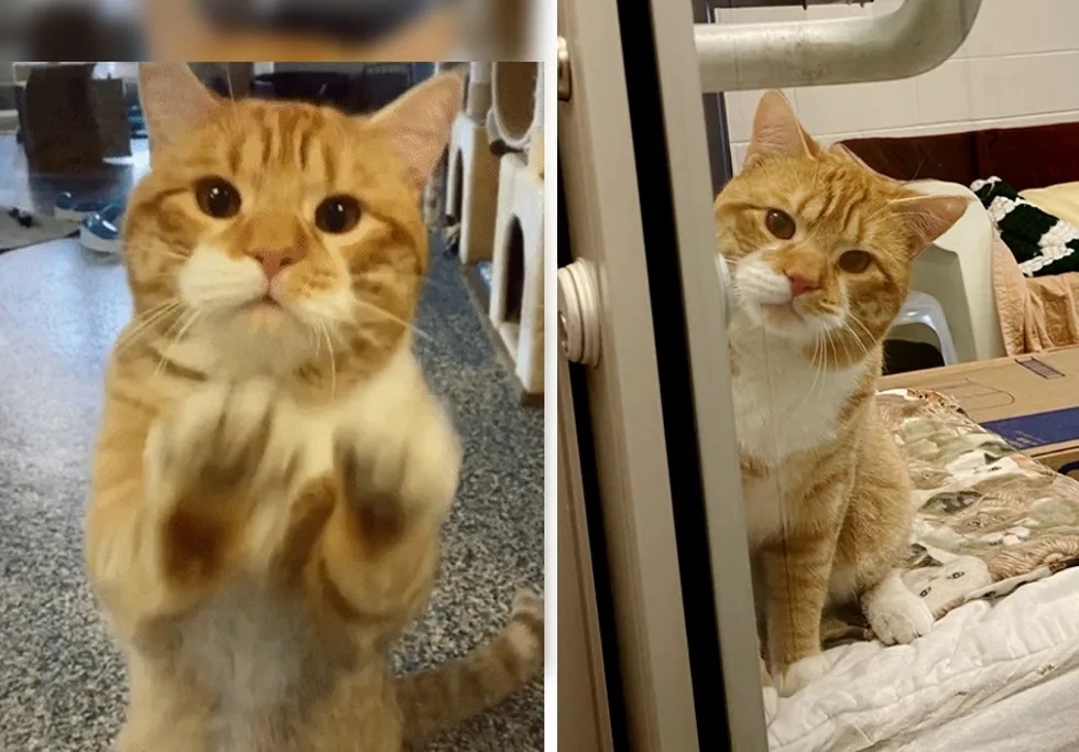 gato acena para visitantes de abrigo para ser adotado