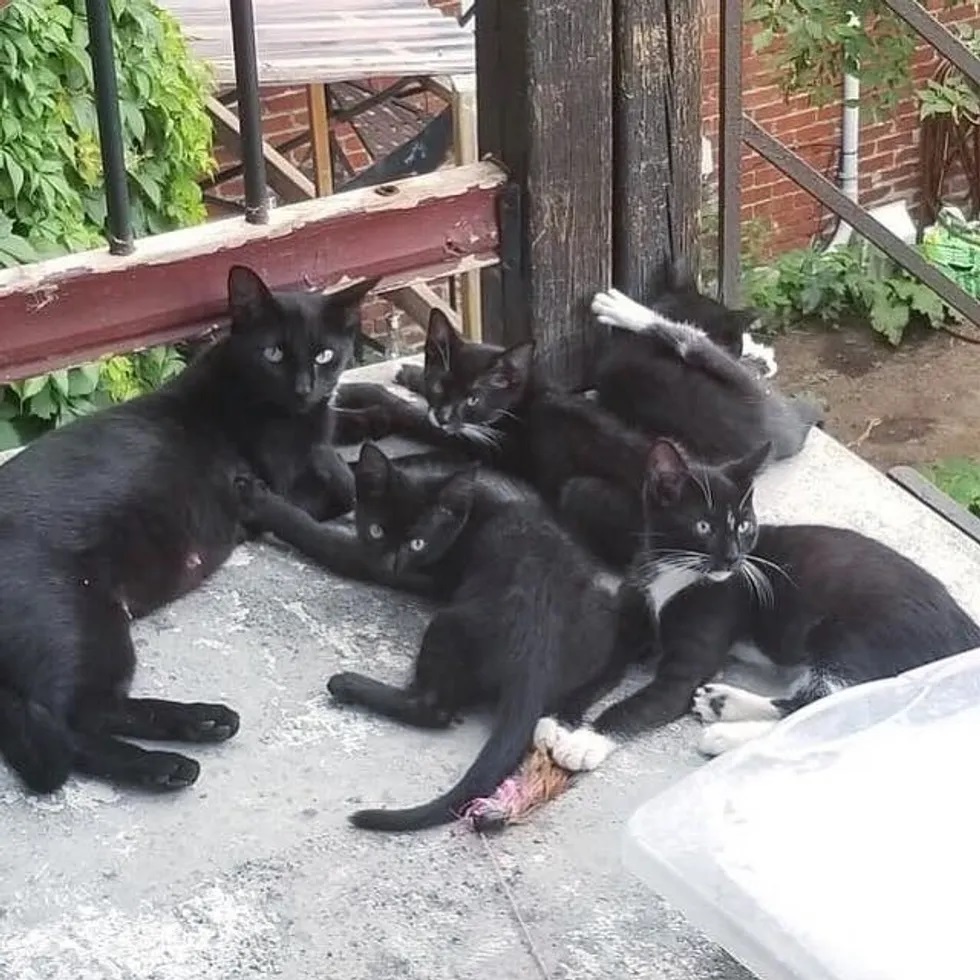 Gata de rua levou seus filhotes até casal que a ajudou