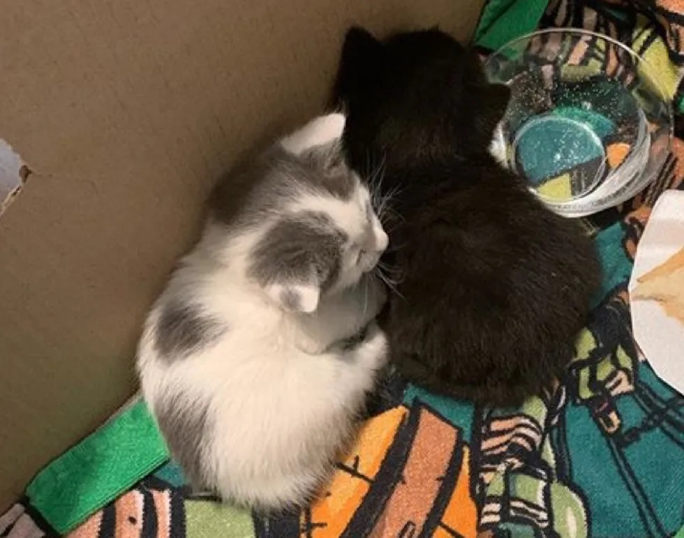gatinhos de rua resgatados
