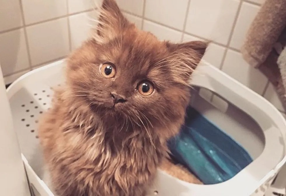 gatinho parecido com ursinho de pelúcia
