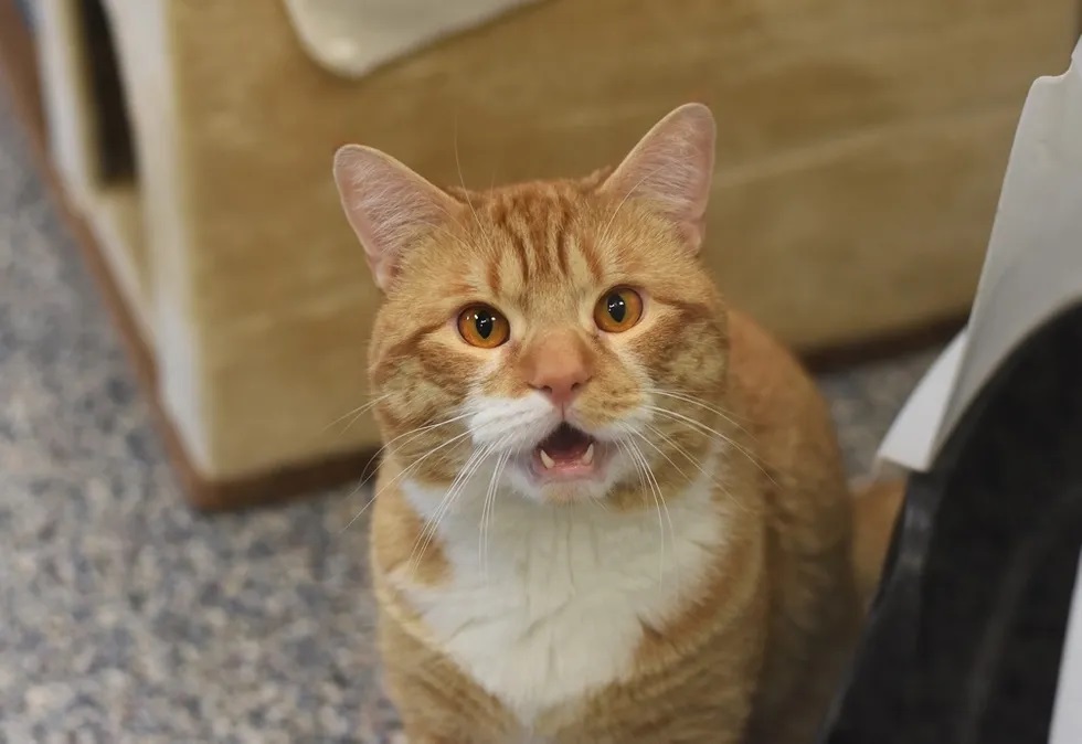 gato pede para ser adotado