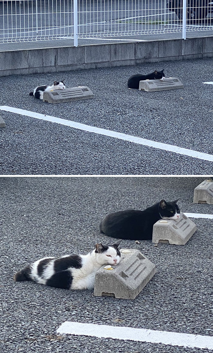 gatinhos estão usando travesseiros