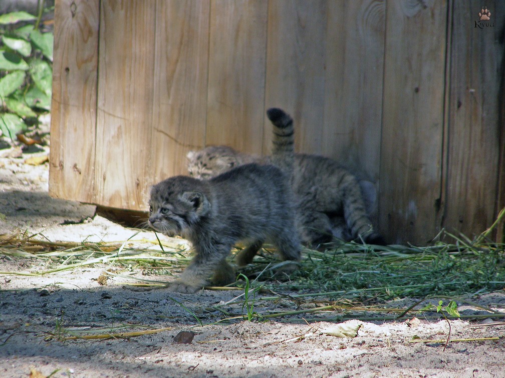 ninhadas de gatos raros