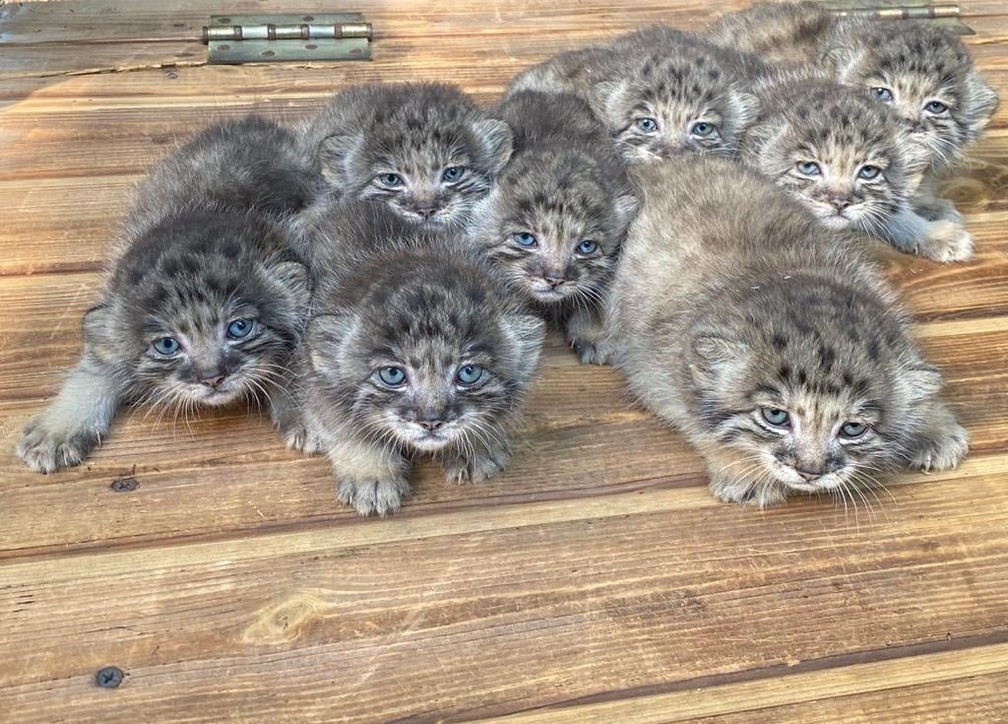 gatinhos raros