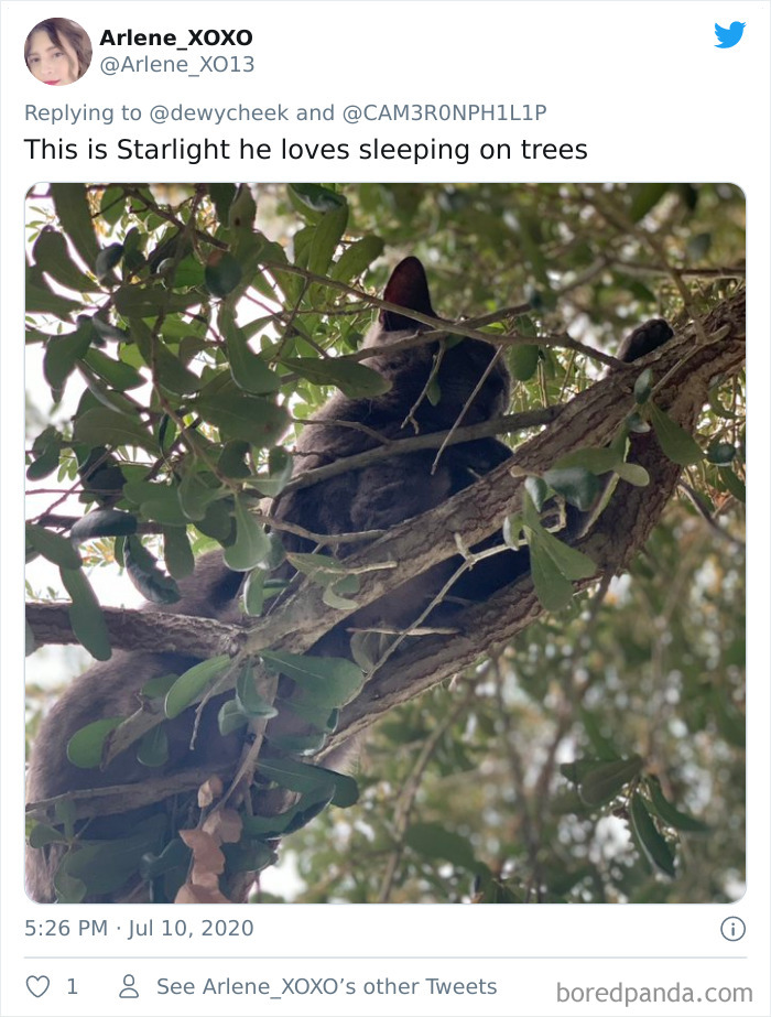 por que gatos gostam de árvores